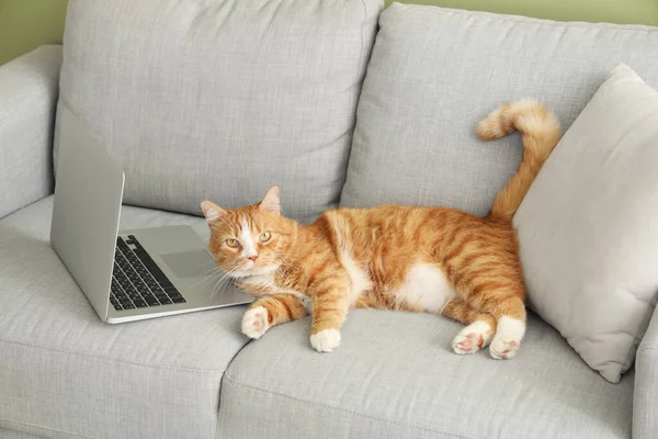 Cute red cat with laptop lying on sofa near green wall