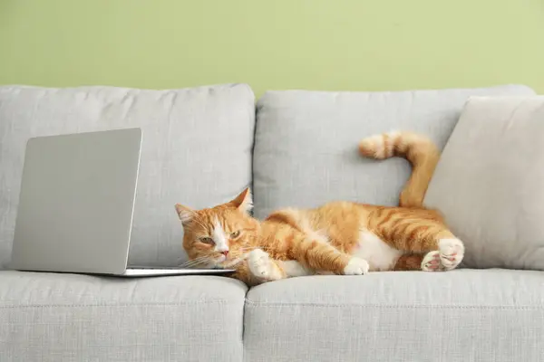Cute red cat with laptop lying on sofa near green wall