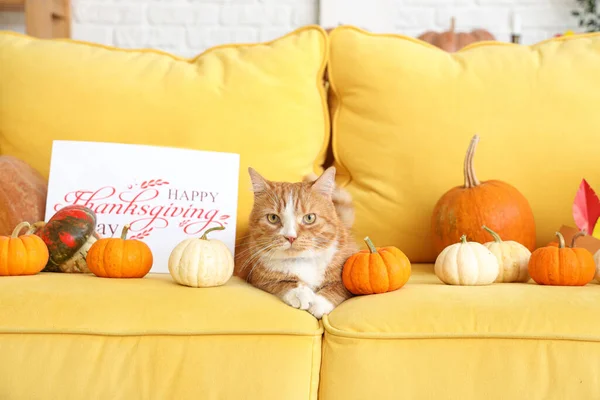 Cute cat with pumpkins and card for Thanksgiving Day on sofa at home