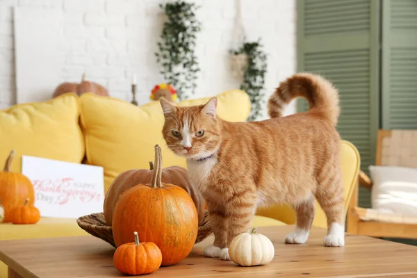Cute cat with pumpkins at home on Thanksgiving Day
