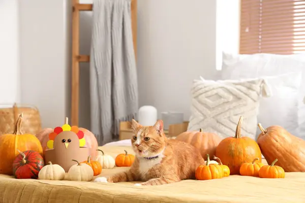 Cute cat with pumpkins in bedroom on Thanksgiving Day