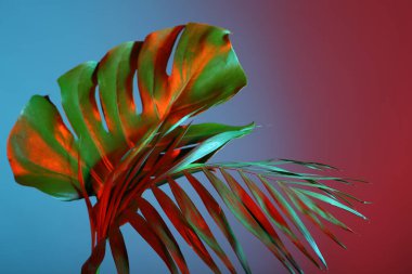 Renkli arkaplanda farklı neon yapraklar