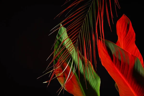 Different neon tropical leaves on black background