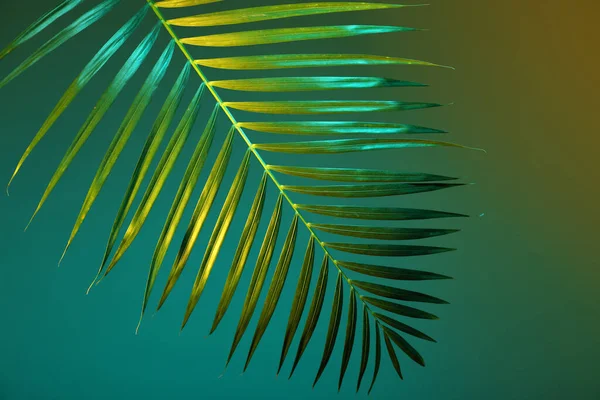 Neon tropical leaf on colorful background