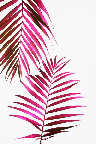 Neon tropical leaves on white background