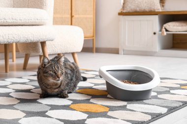 Oturma odasında çöp kutusu olan sevimli bir kedi.