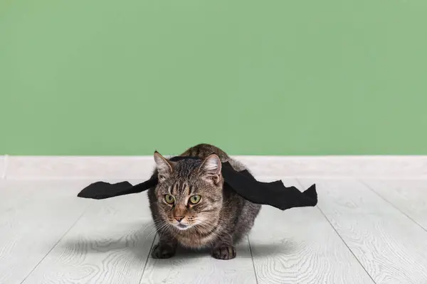 Cute cat with bat wings near green wall