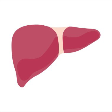 Human liver on white background