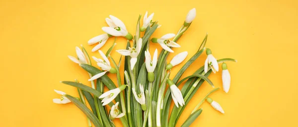 Beautiful snowdrops on yellow background, top view