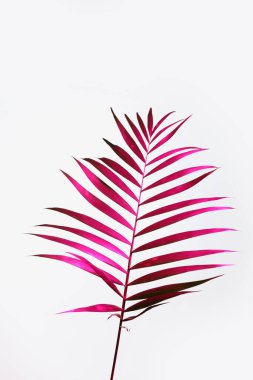 Beyaz arkaplanda neon tropikal yaprak