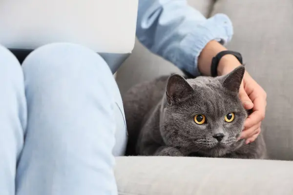 Cute British Shorthair cat with owner on sofa at home, closeup