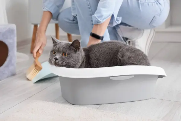 Cute British Shorthair cat in litter box and owner at home