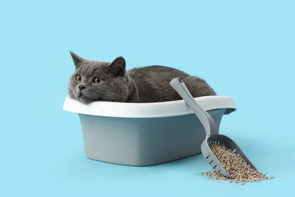 Cute British Shorthair Cat Litter Box Blue Background — Stock Photo, Image