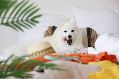 Beyaz Samoyed köpeği yatak odasında yazlık giysileri var.