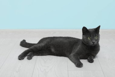 Mavi duvarın yanında yerde yatan sevimli İngiliz kedisi