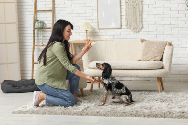 Bayan köpek bakıcısı evcil hayvanı eğitiyor.