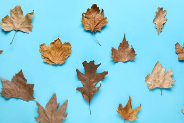 Mavi arkaplanda sonbahar yaprakları