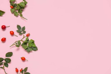 Pembe arka planda yaprakları olan taze gül böğürtlenleri