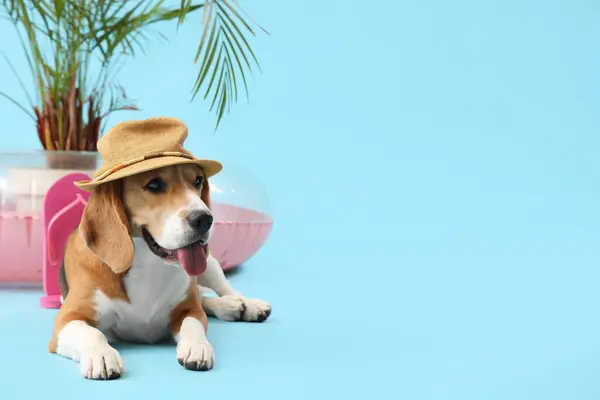 Cute Beagle dog with beach accessories on blue background