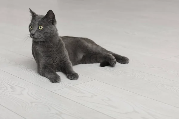 Cute British Cat Lying Floor — Stock Photo, Image