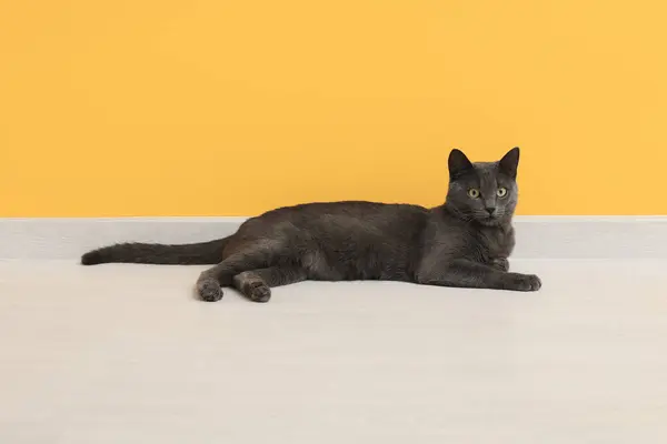Cute British Cat Lying Floor Yellow Wall — Stock Photo, Image