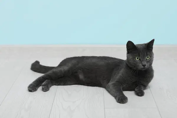 Cute British Cat Lying Floor Blue Wall — Stock Photo, Image