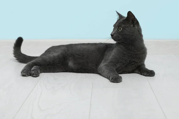 Niedliche Britische Katze Liegt Auf Dem Boden Neben Blauer Wand — Stockfoto