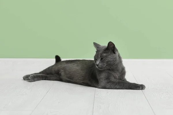 Cute British Cat Lying Floor Green Wall — Stock Photo, Image