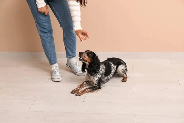 Dog handler training pet at home