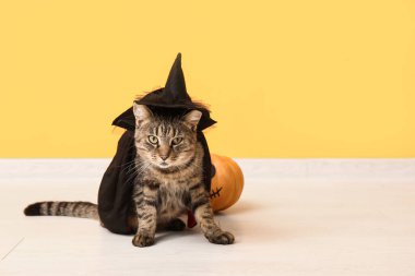 Sarı duvarın yanında cadı şapkalı şirin kedi.