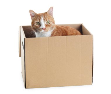 Beyaz arka planda karton kutuda komik bir kedi