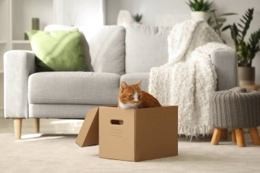 Evde karton kutudaki komik kedi.