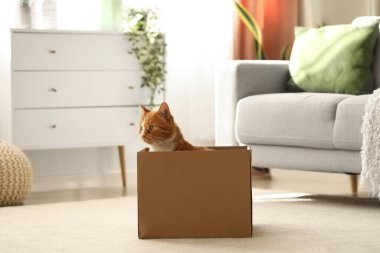 Evde karton kutudaki komik kedi.