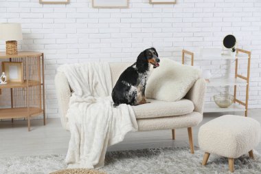 Oturma odasındaki beyaz koltukta tatlı cocker spaniel.