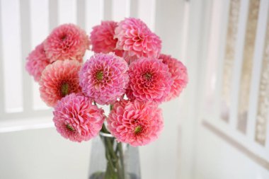 Evdeki güzel pembe yıldız çiçekleri, yakın plan.