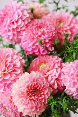 Güzel pembe yıldız çiçeklerinin dokusu, yakın plan.