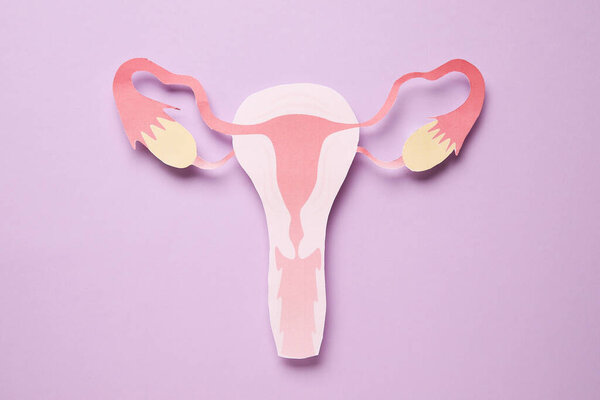 Paper uterus on purple background