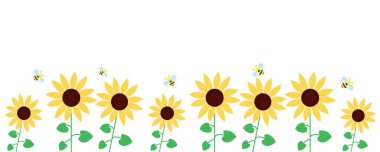 Beyaz arka planda bir sürü ayçiçeği ve arı