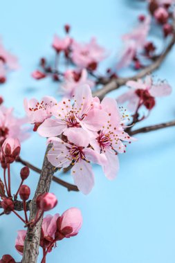 Mavi arkaplanda açan dallar, yakın plan