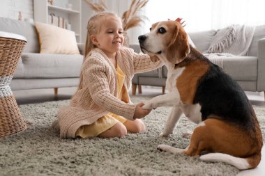 Evde Beagle köpeğinin patisini tutan tatlı küçük kız.