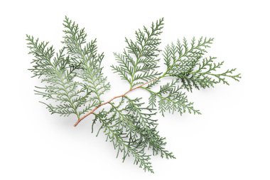 Beyaz arkaplanda Noel şubesi