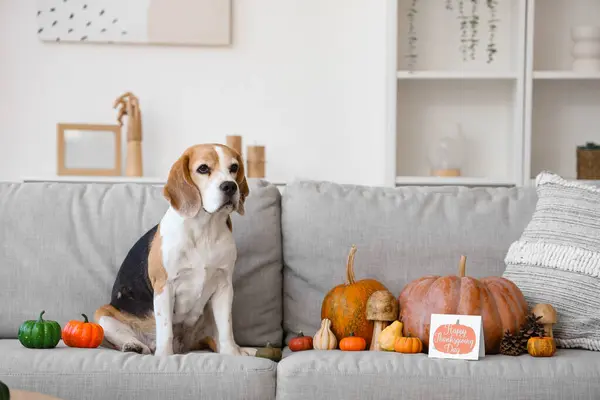 Cute Beagle Dog Pumpkins Card Thanksgiving Day Sofa Home — Stock Photo, Image