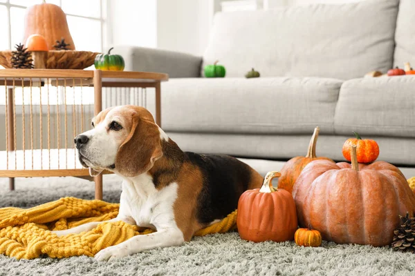 Cute Beagle Dog Pumpkins Home Thanksgiving Day — Stock Photo, Image