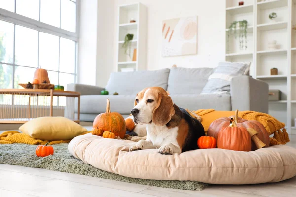 Cute Beagle Dog Pumpkins Home Thanksgiving Day — Stock Photo, Image