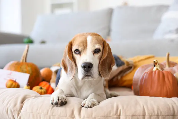 Cute Beagle Dog Pumpkins Home Thanksgiving Day Closeup — Stock Photo, Image