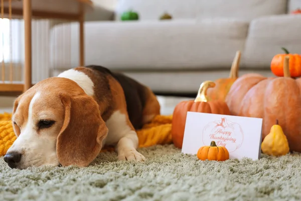 Cute Pies Beagle Dyni Karty Święto Dziękczynienia Domu — Zdjęcie stockowe