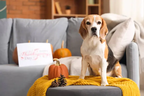 Χαριτωμένο Σκυλί Beagle Κολοκύθα Και Κουκουνάρια Στο Σπίτι Την Ημέρα — Φωτογραφία Αρχείου