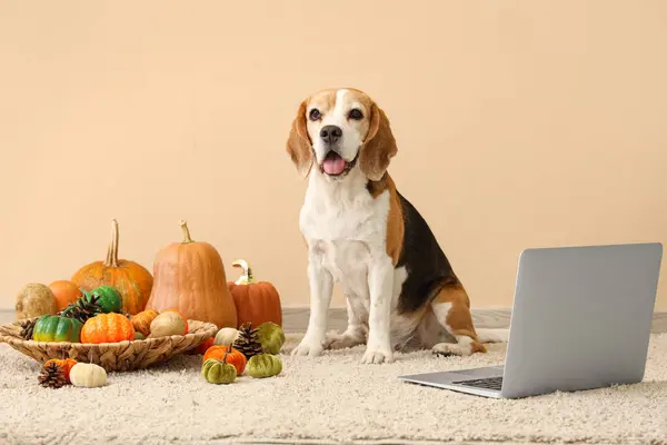 Cute Beagle dog with laptop and pumpkins near beige wall. Thanksgiving Day celebration