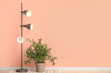 Standart lamba ve pembe duvarın yanındaki bitki.