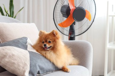 Oturma odasındaki koltukta elektrikli vantilatörlü şirin Pomeranya tükürüğü.